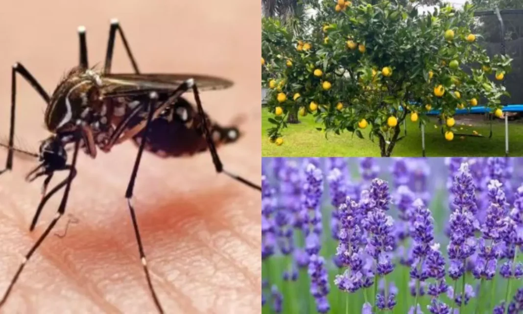Mosquitoes: Check for mosquitoes .. plant these 3 plants at home ..!
– PARAHUSHAR NEWS