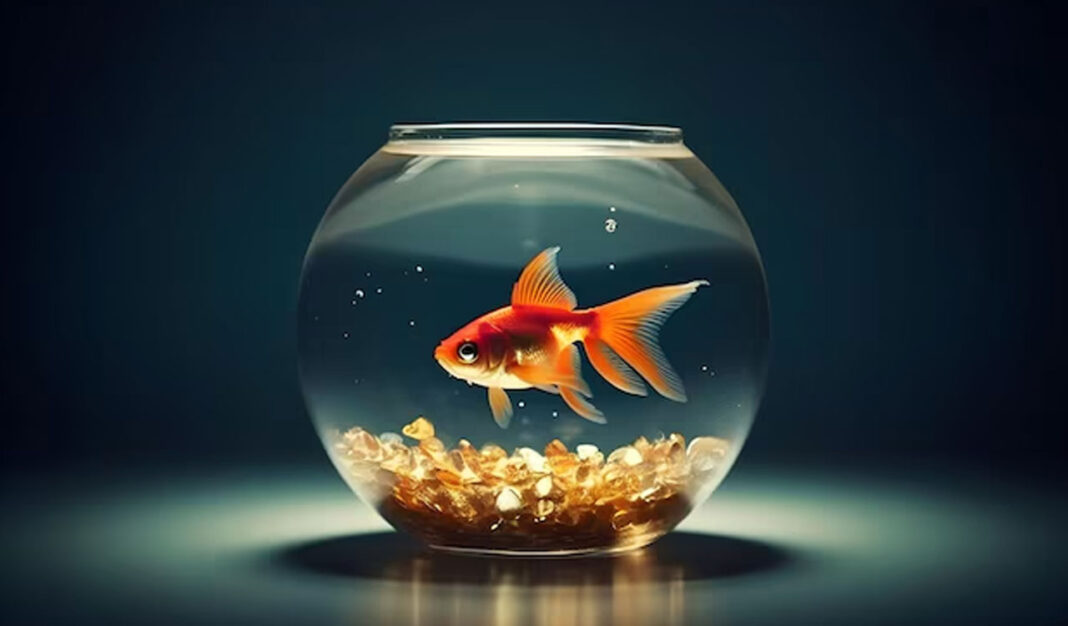 Why scientists teach goldfish to drive or bees to pull strings?
