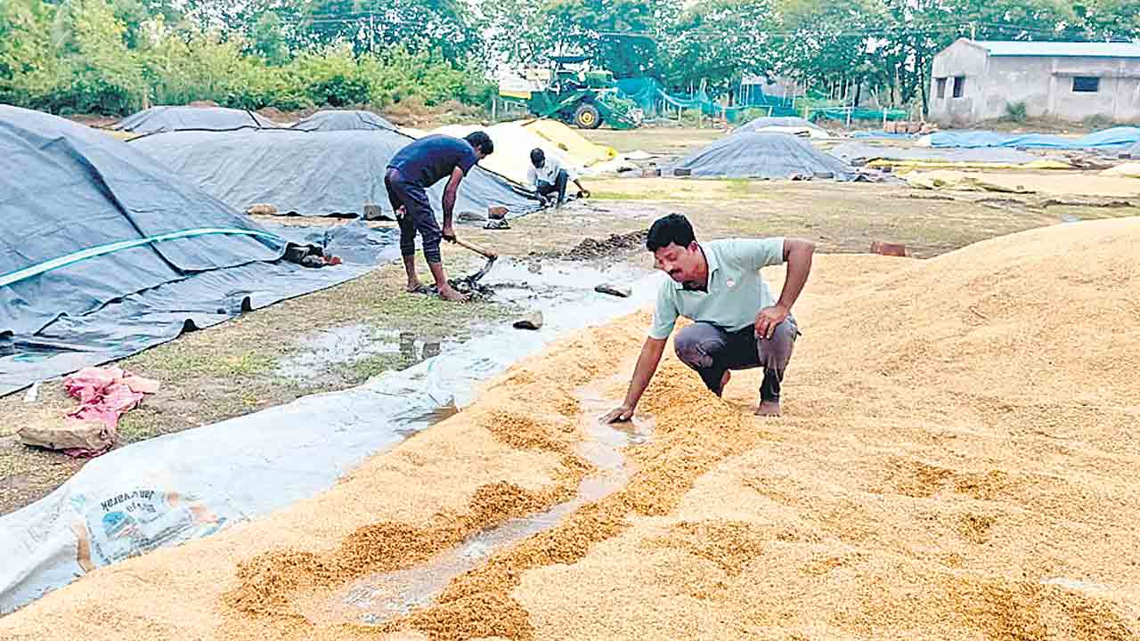 Rainpaddy1