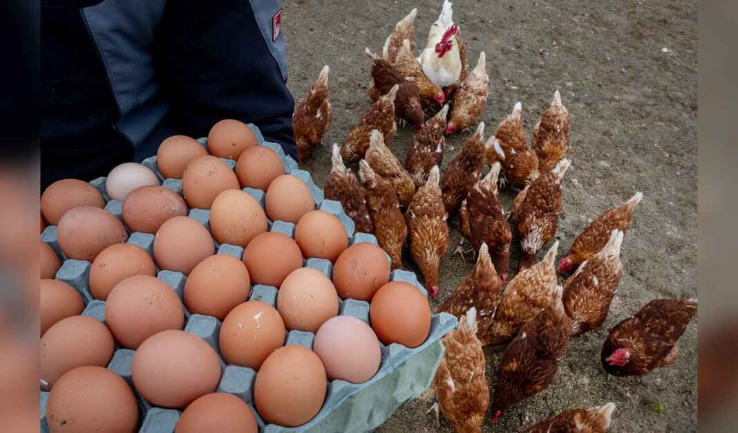 US on egg hunt in Europe to ease prices at home -Telangana Today- PARAHUSHAR NEWS