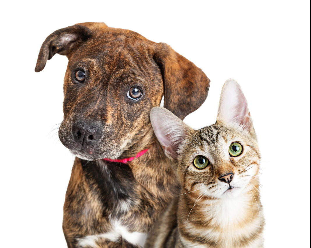 Dogs and cats get diabetes too!