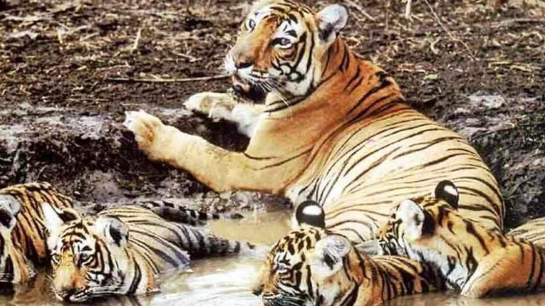 ప్రపంచ స్థాయి మేక్ఓవర్ కోసం Delhi ిల్లీ జూ సెట్
– PARAHUSHAR NEWS