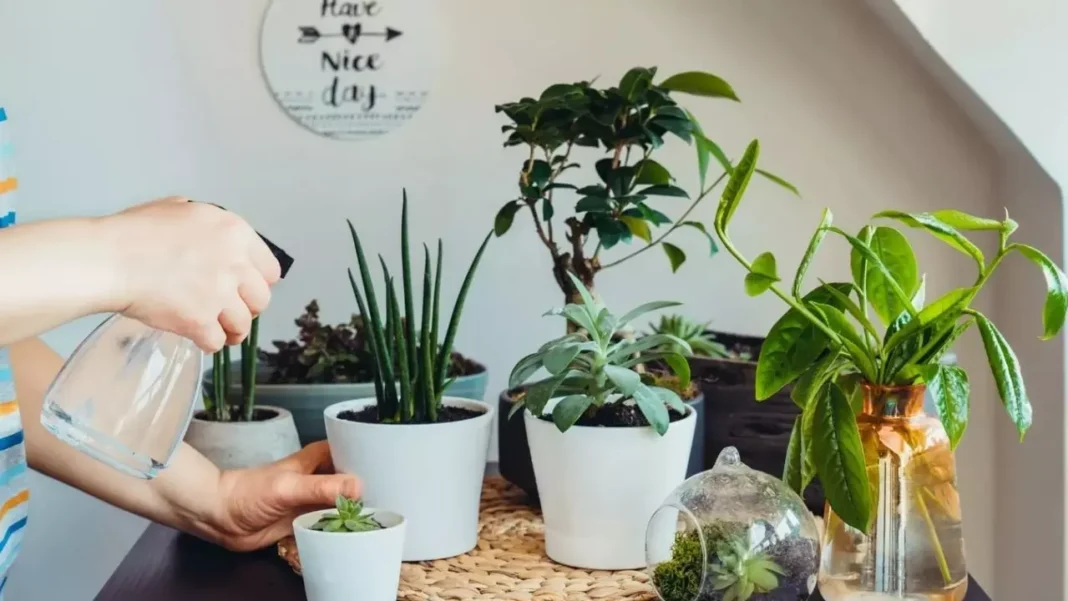 Indoor Plants: Indoor Plants that bring wealth and luck according to architecture!
– PARAHUSHAR NEWS