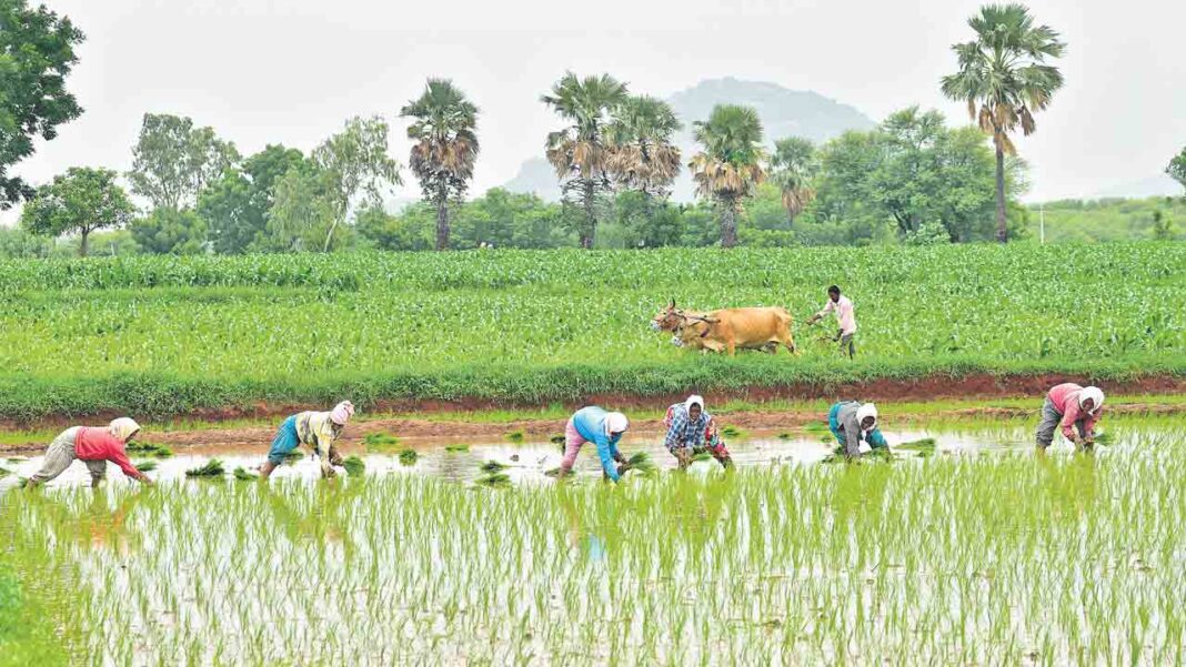 Cultivation calculations?
– PARAHUSHAR NEWS