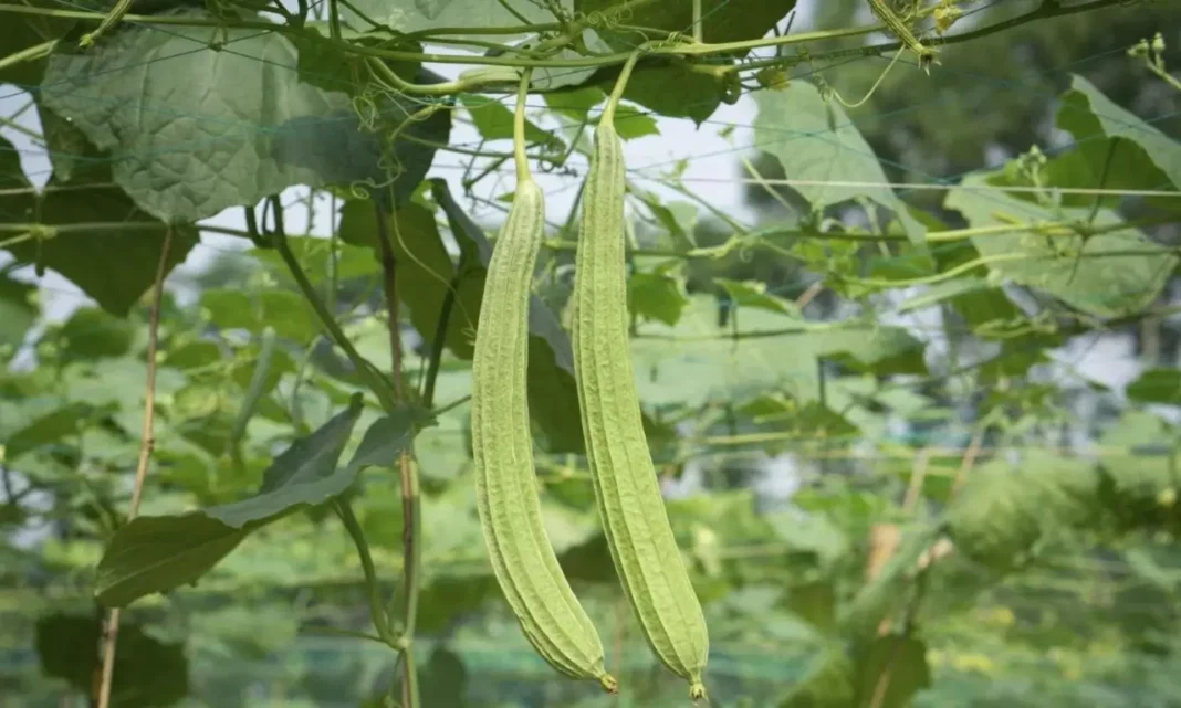Ridge Gourd: Eat this vegetable once a week if you want liver detoxes
– PARAHUSHAR NEWS