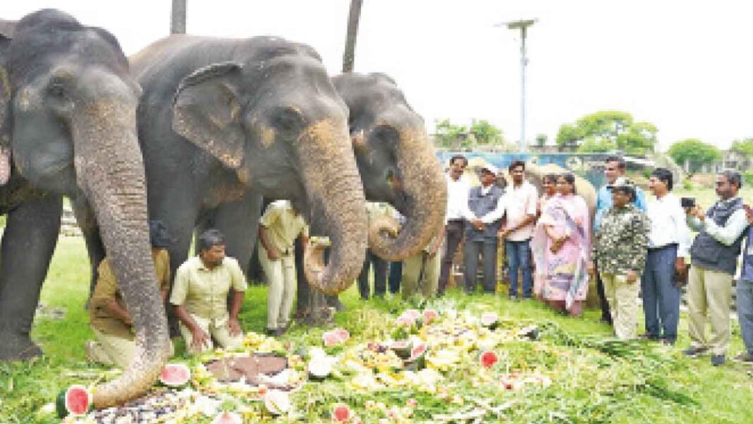 నెహ్రూ జూ ప్రపంచ ఏనుగు దినోత్సవాన్ని SPL తో జరుపుకుంటుంది. జంబో ఖైదీలకు విందు
