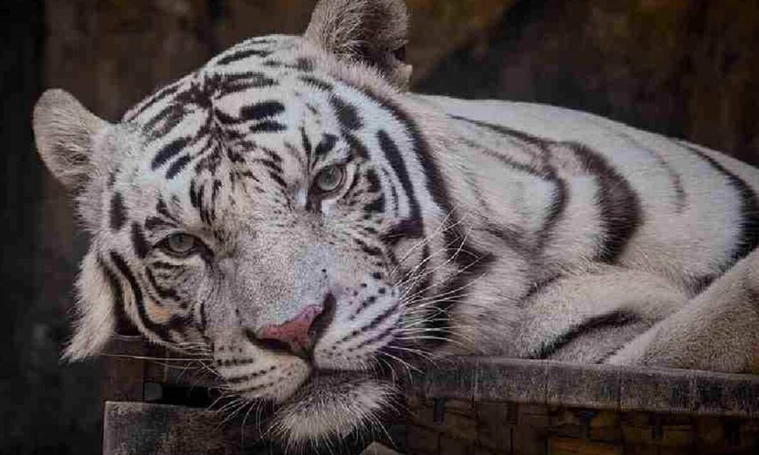 వైట్ టైగర్ కబ్ నందంకనన్ వద్ద చనిపోతుంది
– PARAHUSHAR NEWS
