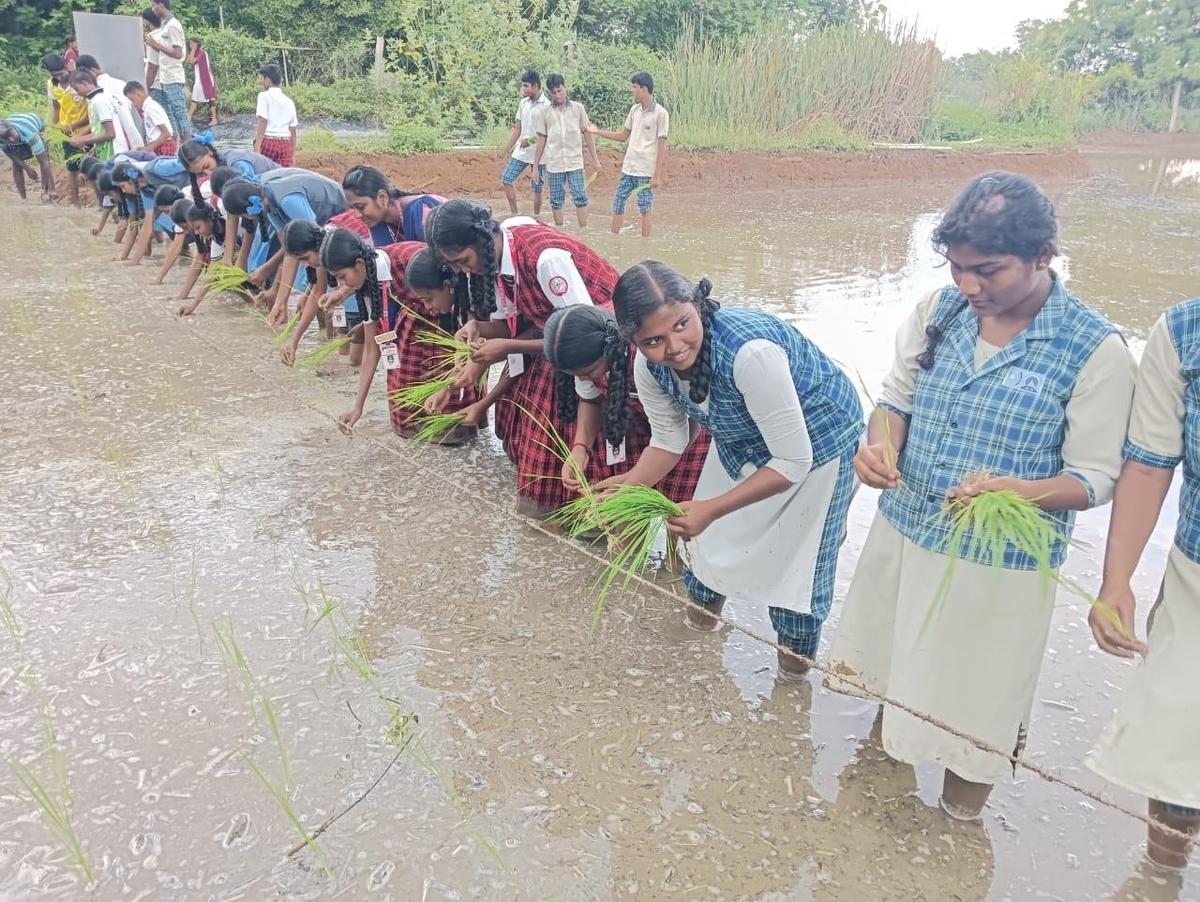 తిరుచ్చిలోని కోలార్‌పట్టిలోని గ్రీన్స్ బయోడైవర్సిటీ అభయారణ్యంలో వరి మొక్కలు నాటడం ఎలాగో విద్యార్థులు నేర్చుకుంటారు.