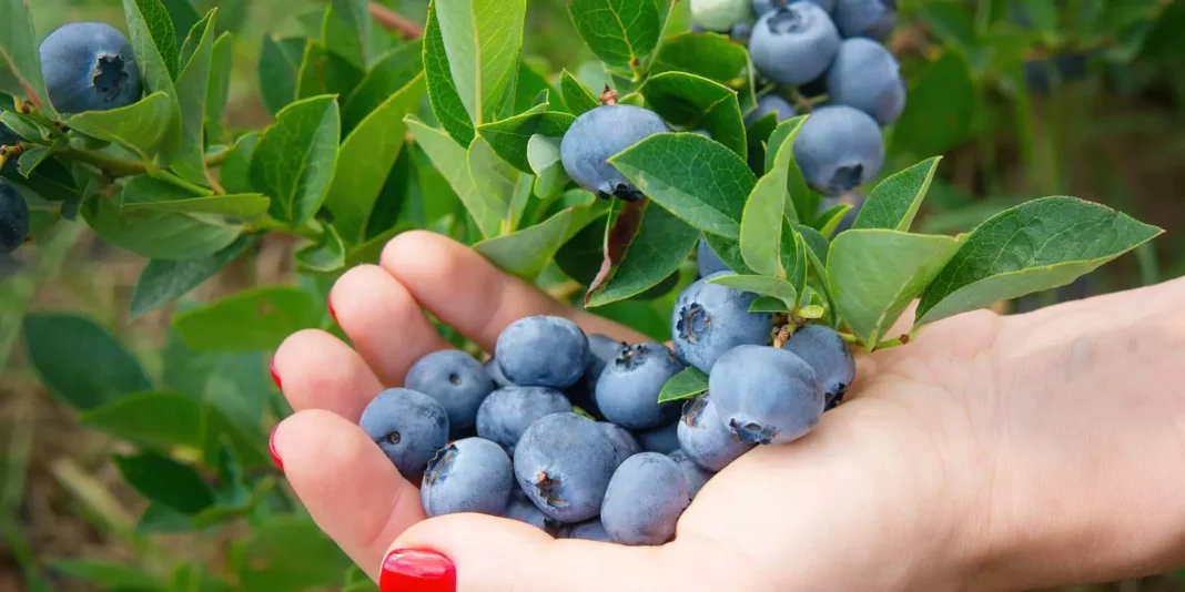 Blueberries: Why are the most expensive? The actual reasons behind the price
– PARAHUSHAR NEWS