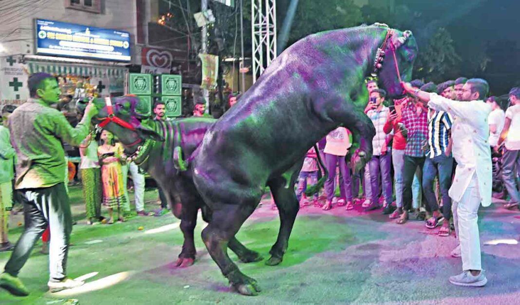 హైదరాబాద్ సదర్ పండుగను శక్తివంతమైన గేదెల కార్నివాల్, సంగీతం మరియు సంప్రదాయంతో జరుపుకుంటుంది
