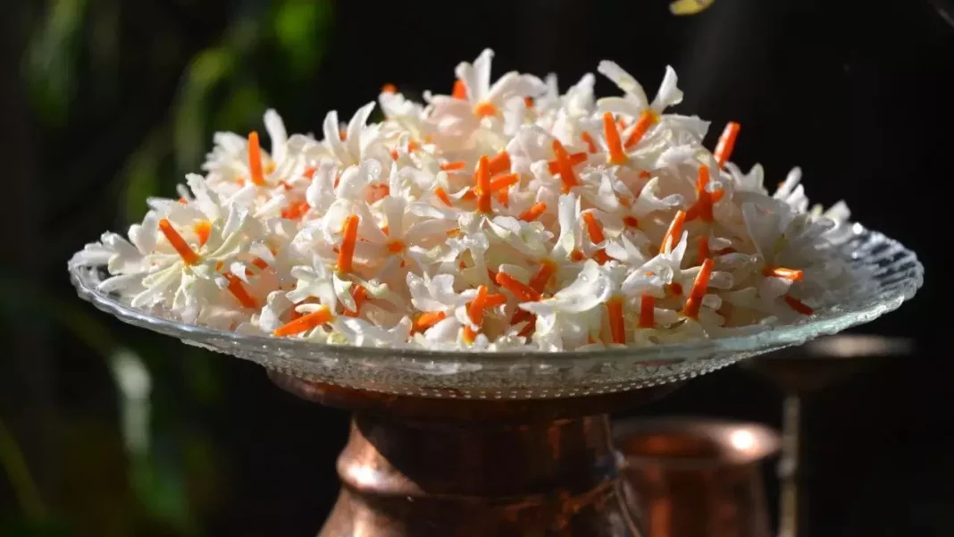 Parijat Flowers : A must have plant in every home.. Check stress with this flower
– PARAHUSHAR NEWS