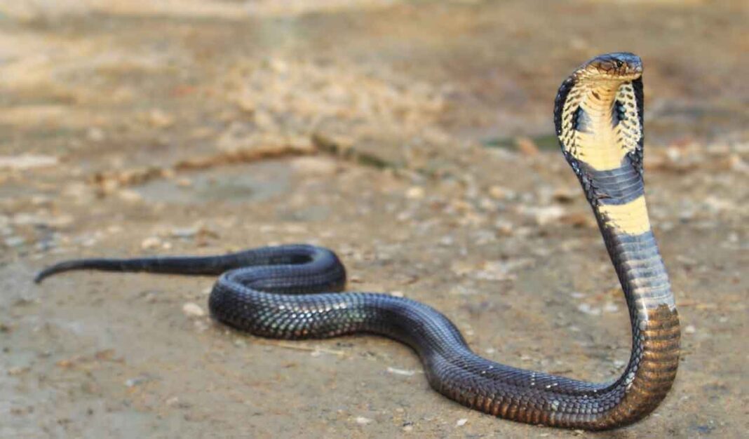 Kerala declares snakebite envenomation a disease of public health importance- PARAHUSHAR NEWS