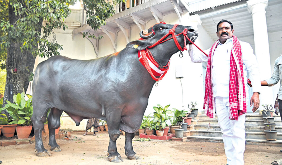 హైదరాబాద్ సదర్ ఉత్సవంలో జెయింట్ బుల్ ఘోలు-3ని స్టార్ అట్రాక్షన్గా ప్రదర్శించారు
– PARAHUSHAR NEWS