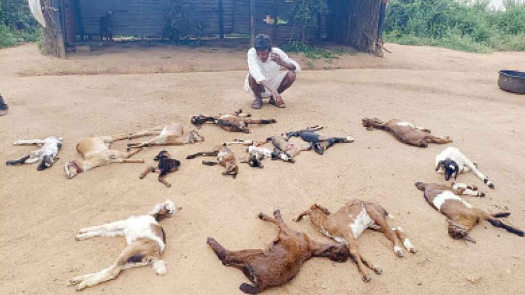 వీధి కుక్కలు 20 మేక పిల్లలను చంపాయి
– PARAHUSHAR NEWS