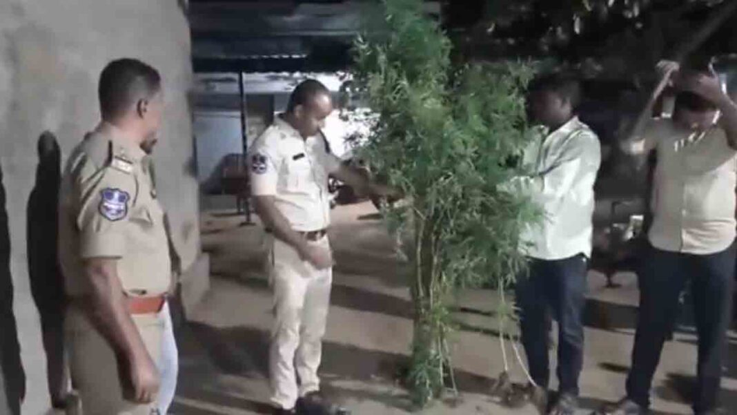 Cultivate Cannabis | Cultivation of ganja at home.. Youth in police custody-Namasthe Telangana
– PARAHUSHAR NEWS