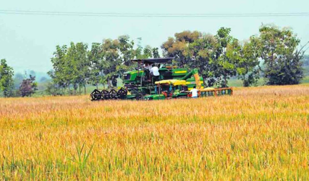 బురదతో నిండిన పొలాలు వరి కోతకు ఆటంకం కలిగిస్తున్నందున ట్రాక్ హార్వెస్టర్లకు విపరీతమైన డిమాండ్ ఉంది
