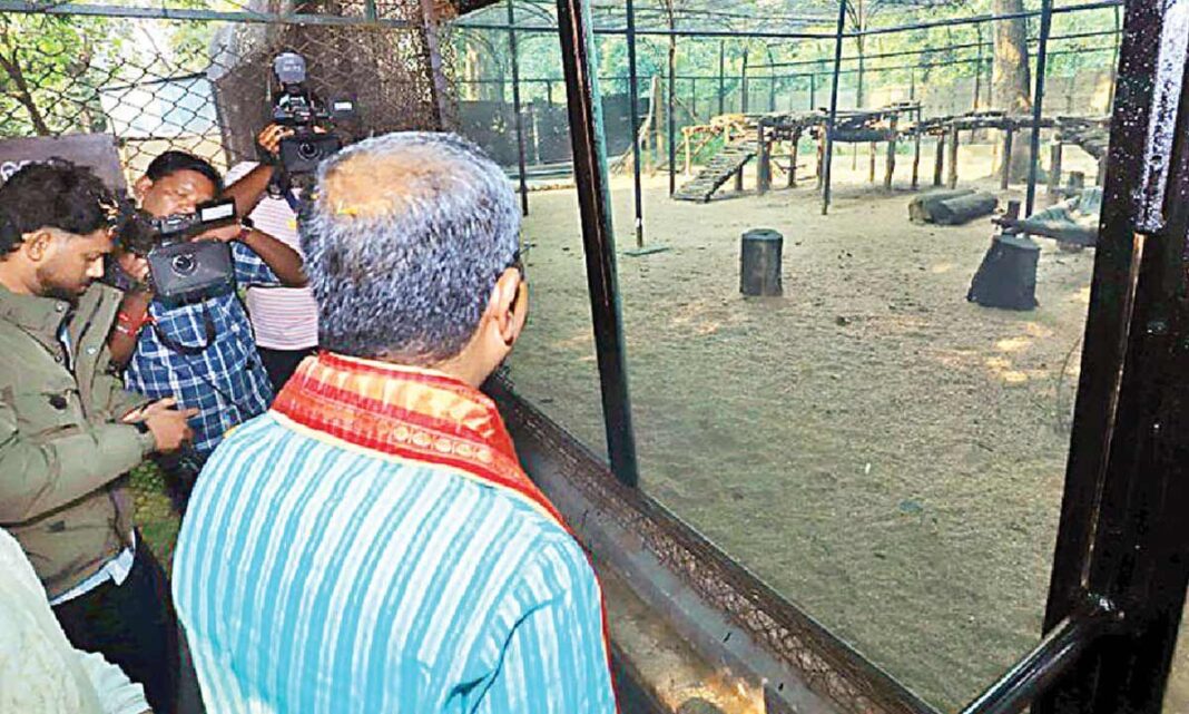 సంబల్పూర్ జంతుప్రదర్శనశాలలో పులుల ఎన్‌క్లోజర్ కోసం ప్రధాన్ రాయి వేస్తాడు
