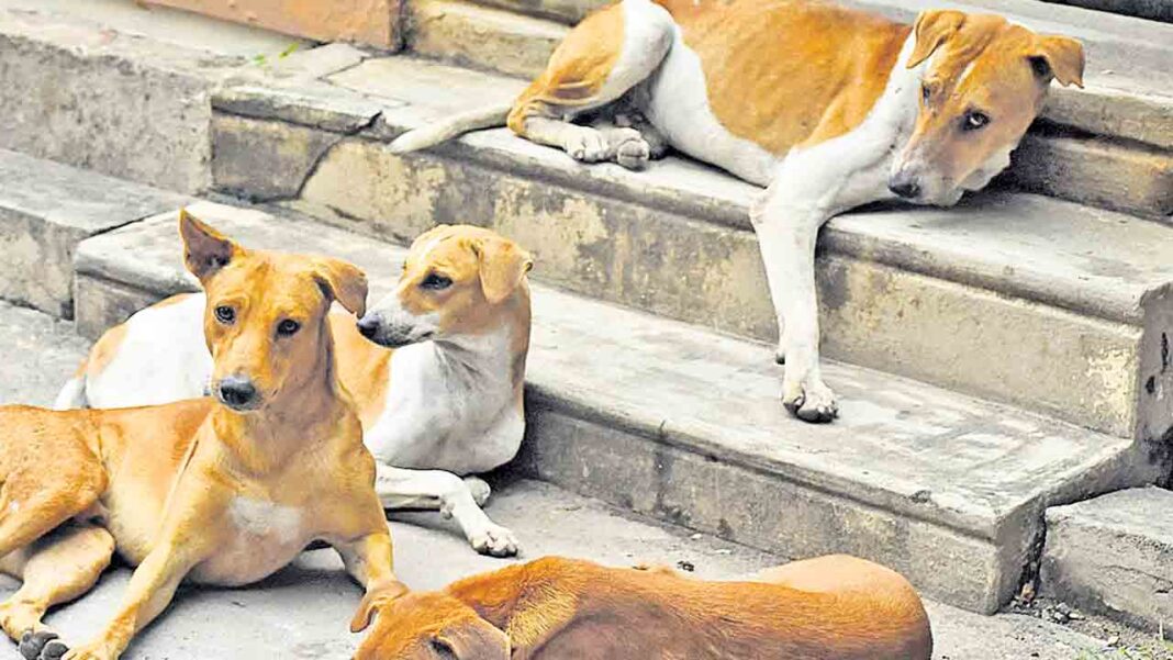ఐదేండ్లలో 14.88 లక్షల మందిని కరిచిన కుక్కలు