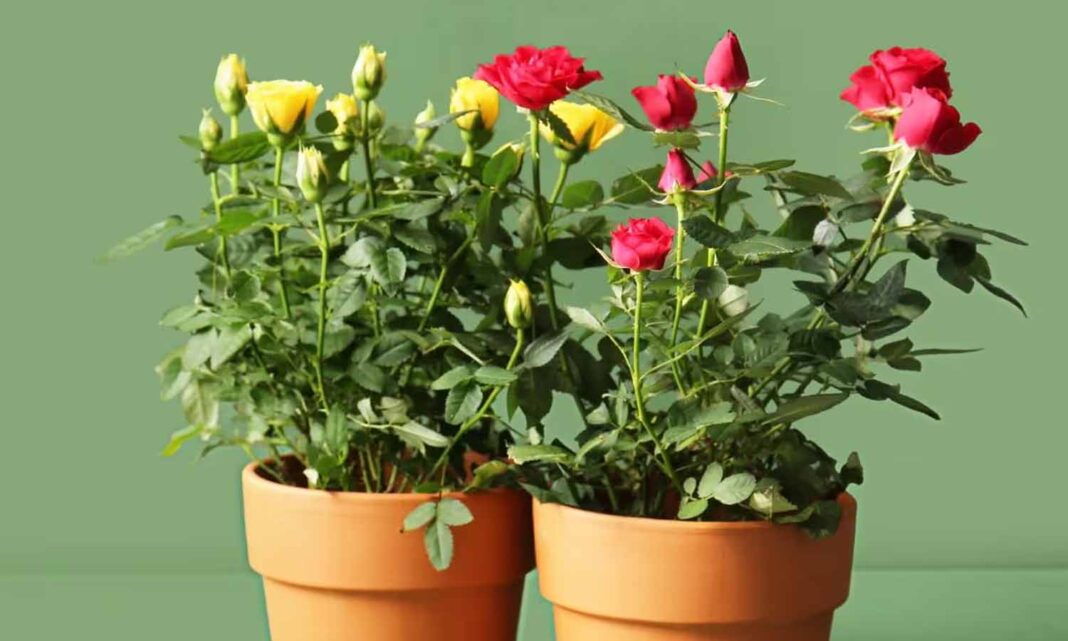 Rose Plant Care Tips: Is a Rose Plant Withering? Flower showers are guaranteed with these tips!
– PARAHUSHAR NEWS