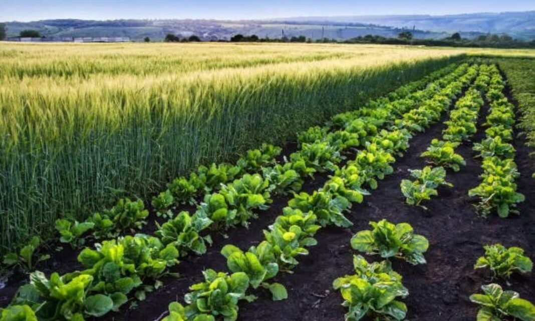 Summer Crops: Six dry crops are best in summer.. less water.. double profit
– PARAHUSHAR NEWS