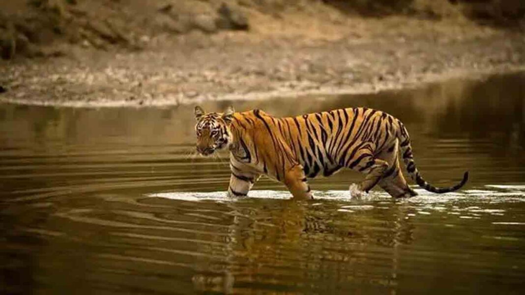 Toll fee revision in ‘Tiger Reserve’-Namasthe Telangana
– PARAHUSHAR NEWS