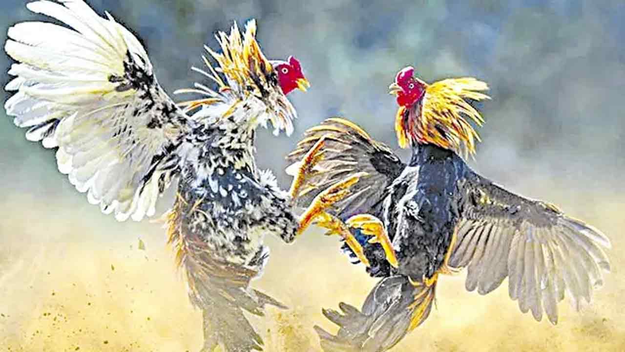 Hen races in Whip's hometown