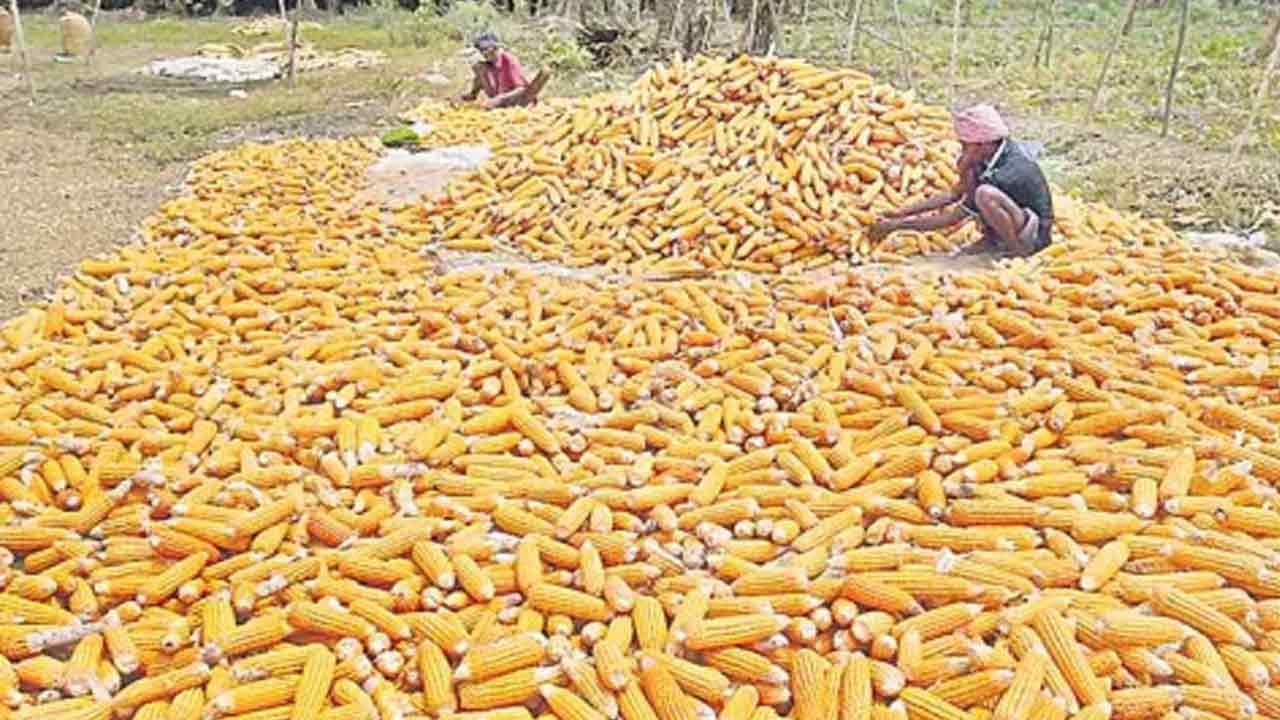 Base price for the tender of Makkala..!