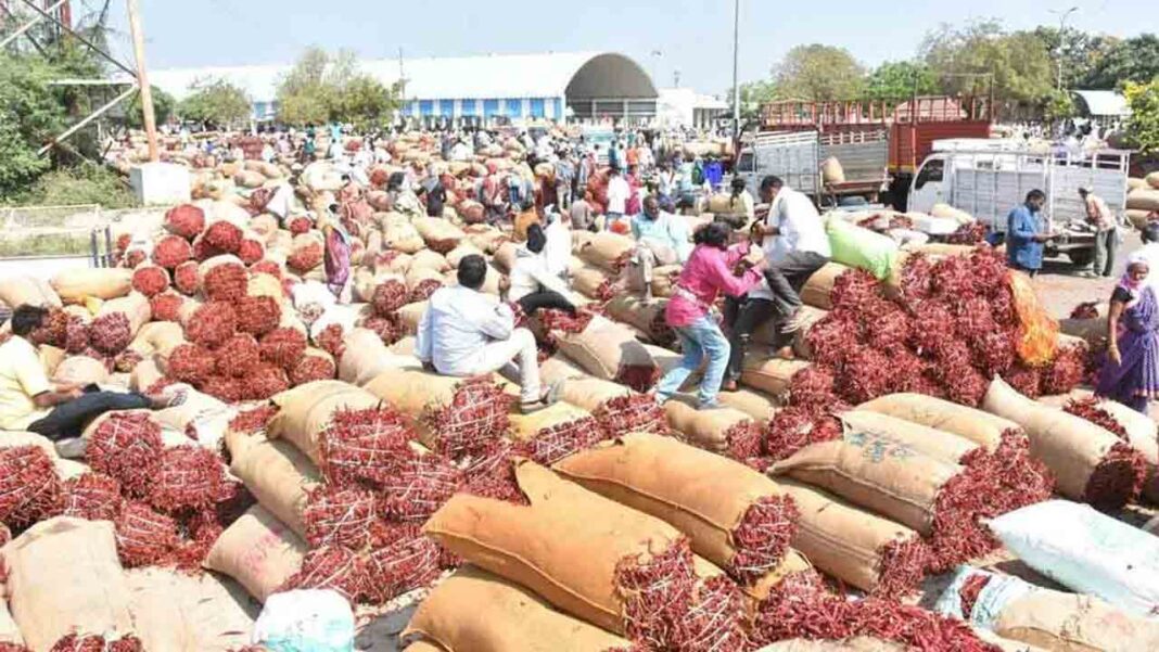 Enumamula Market | Another pepper seller in Enumamula market, Tokara.
– PARAHUSHAR NEWS