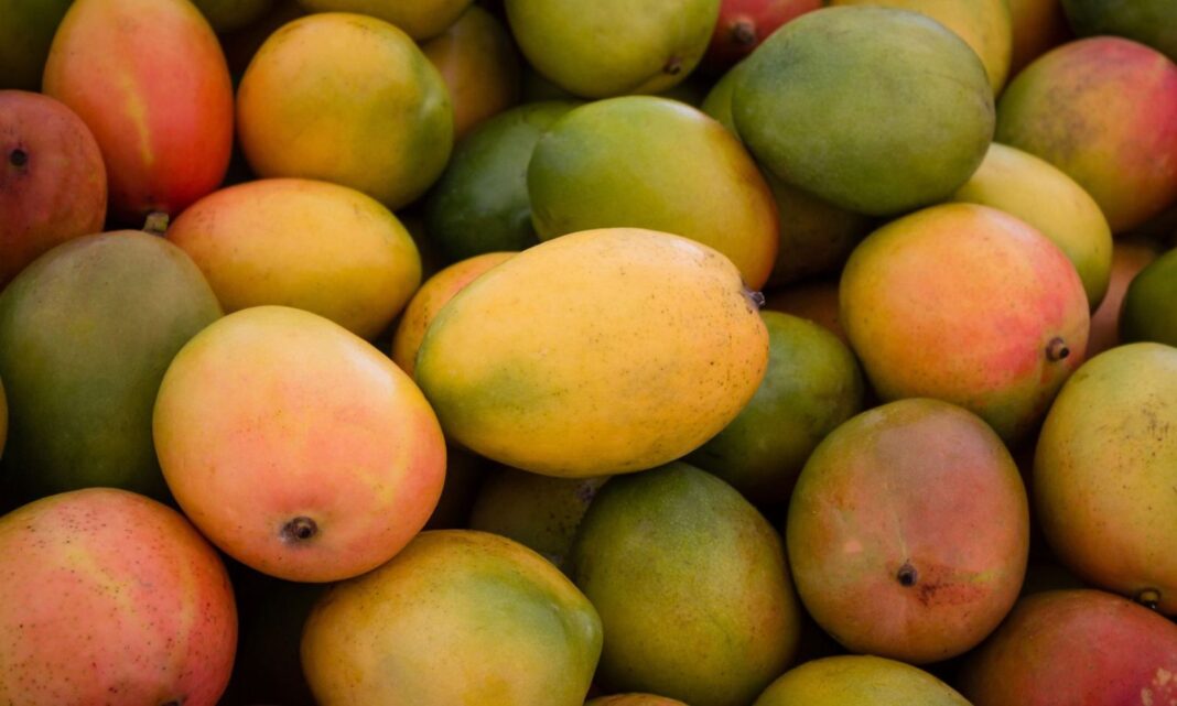 Mangoes: Why soak mangoes for 30 minutes before eating them?
– PARAHUSHAR NEWS
