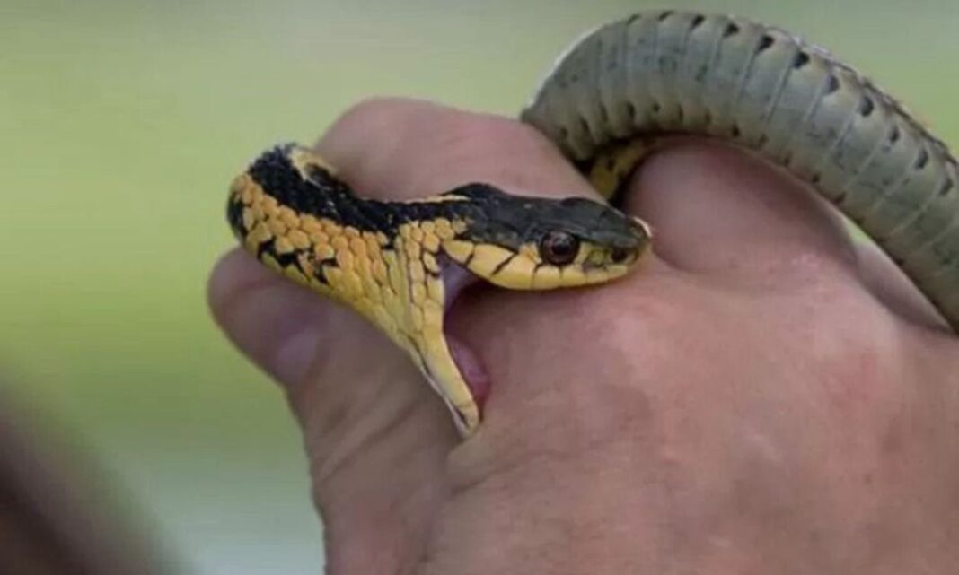 Snake: Don’t be tensed if a snake bites you..! If you do this within an hour, your life will be safe.. or else..
– PARAHUSHAR NEWS