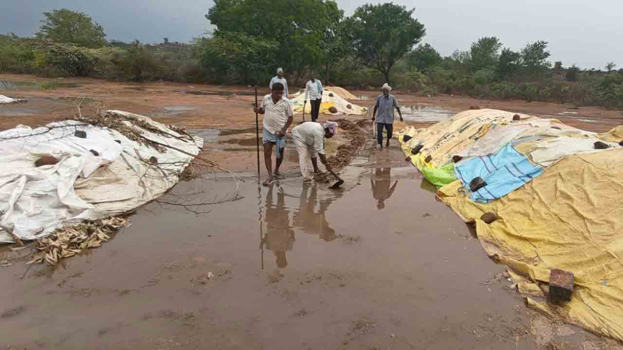 Medak | Stormy winds in Medak district.. Wet and bruised grain
