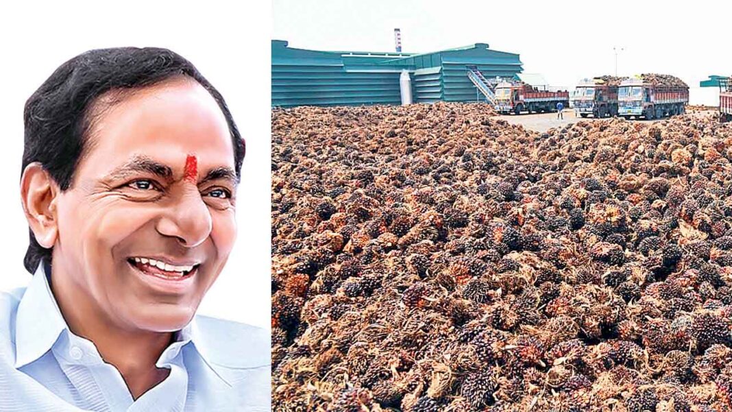 KCR’s resolution.. Palm oil fruit!.. Sirula crop with Narmetta oil palm factory-Namasthe Telangana
– PARAHUSHAR NEWS