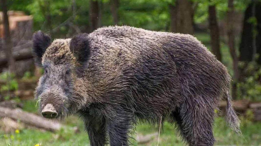Wild Boar Attacks 