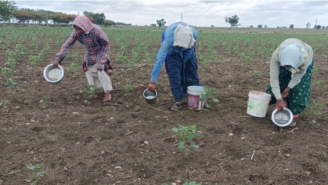 El Nino Effect | El Nino effect.. Nana Tantalu to protect the crop-Namasthe Telangana
– PARAHUSHAR NEWS