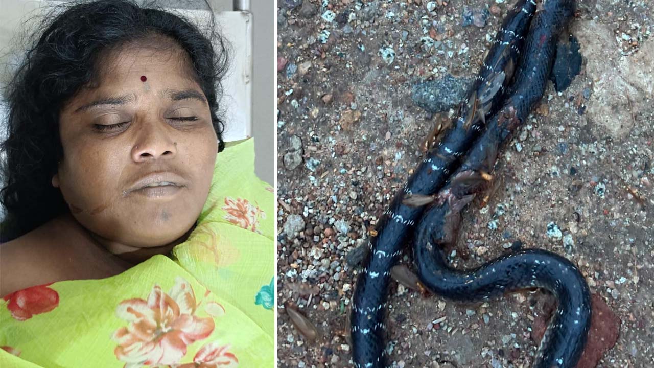 Snakebite | Tragedy.. Couple was bitten by a snake.. Wife died, husband's condition critical