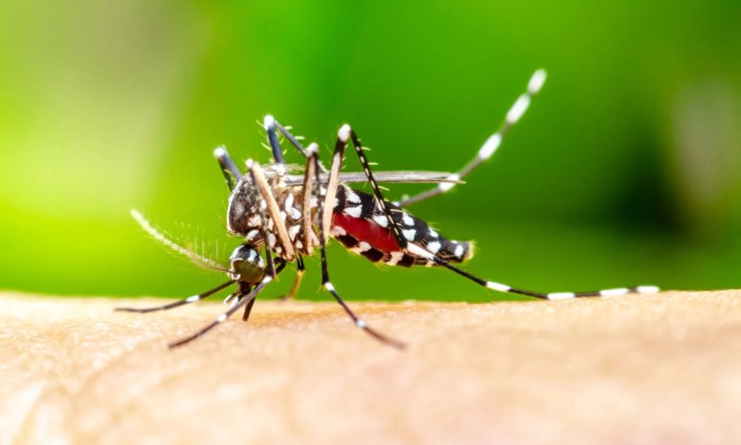 Tired of mosquito bites? Check your home with these simple tips!
– PARAHUSHAR NEWS