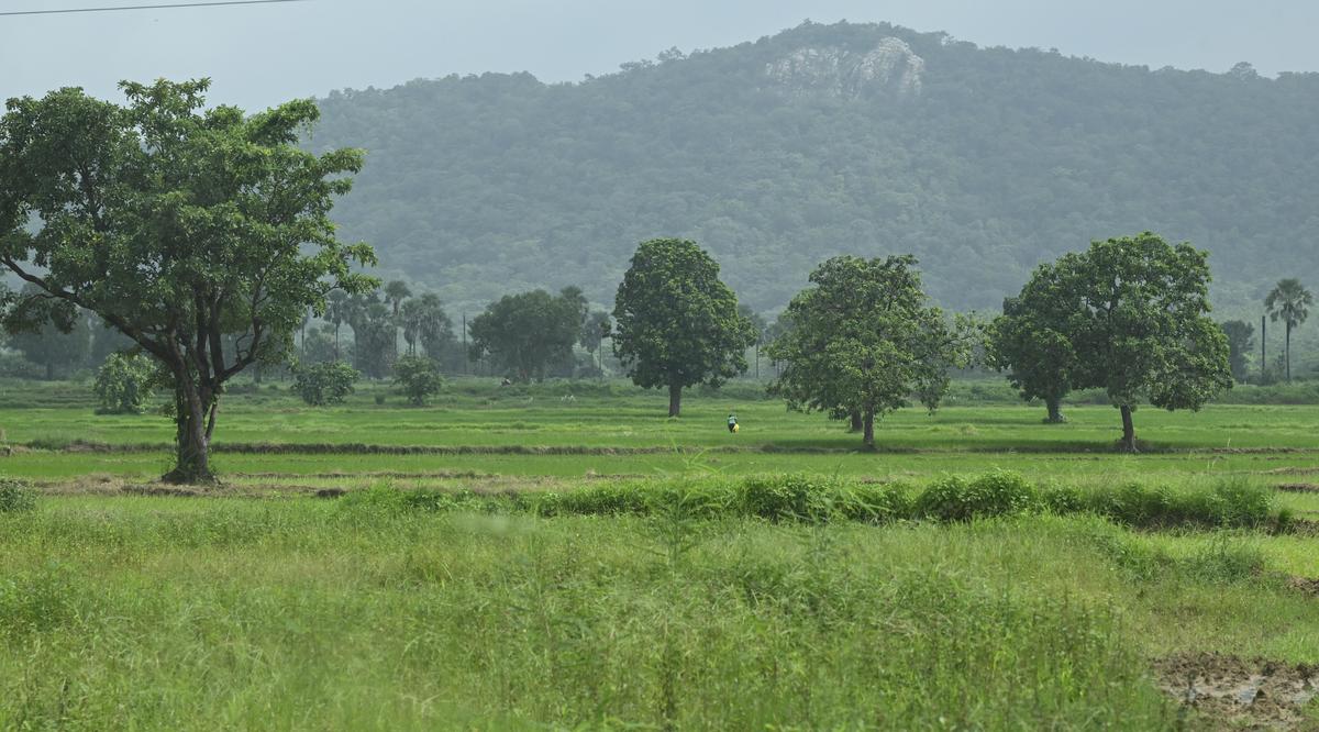 A view of the densely forested Karreguttalu hills in Mulugu district. A view of the densely forested Karreguttalu hills in Mulugu district.